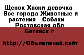 Щенок Хаски девочка - Все города Животные и растения » Собаки   . Ростовская обл.,Батайск г.